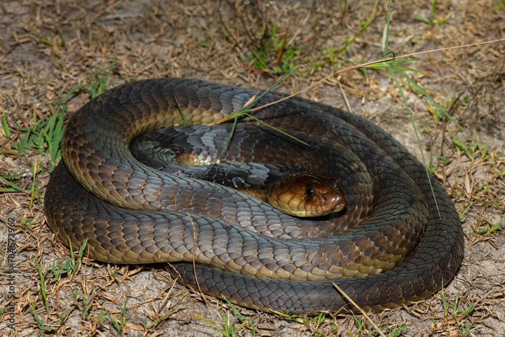 Closeup of a deadly adult Anchieta’s Cobra (Naja anchietae) in the wild Closeup of a deadly adult Anchieta’s Cobra (Naja anchietae) in the wild