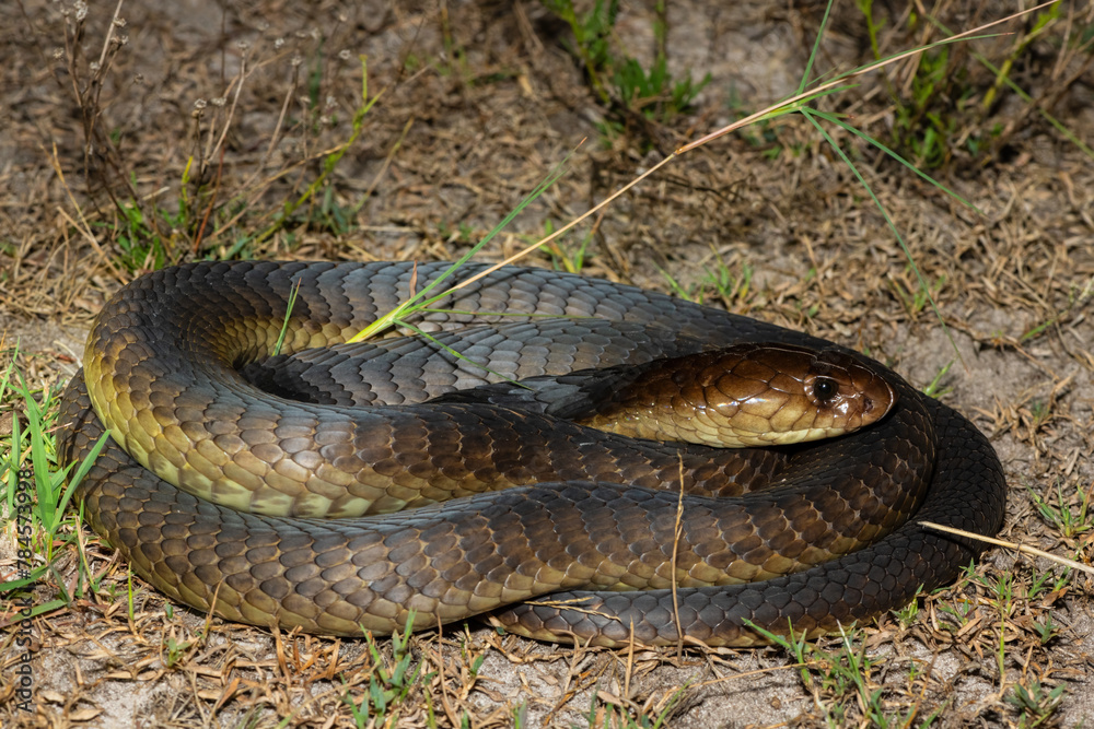Fototapeta premium Closeup of a deadly adult Anchieta’s Cobra (Naja anchietae) in the wild