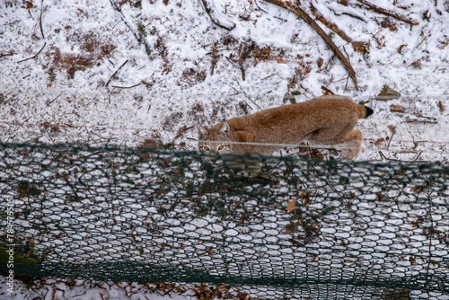 A majestic Eurasian lynx standing alert in the snow behind a wooden fence