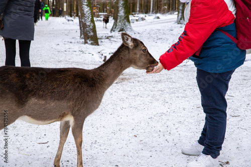 Feeding a deer, with a snow-covered field in the background