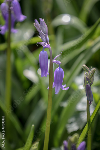 close up of bluebells in bloom