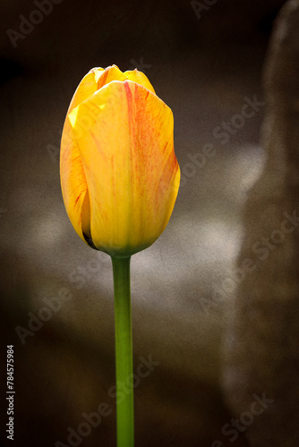 close up of a yellow and red tulip