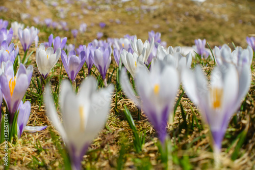 Blumenwiese mit Krokus in der Frühlingszeit