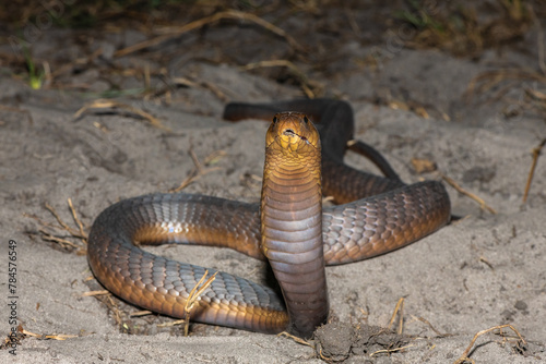 A highly venomous Anchieta’s Cobra (Naja anchietae) displaying its impressive defensive hood in the wild photo