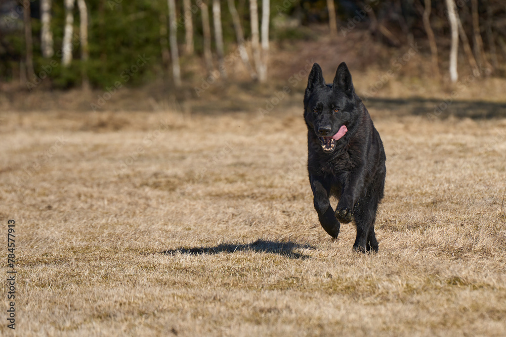Beautiful black male German Shepherd dog on a sunny spring afternoon in a meadow in Skaraborg Sweden