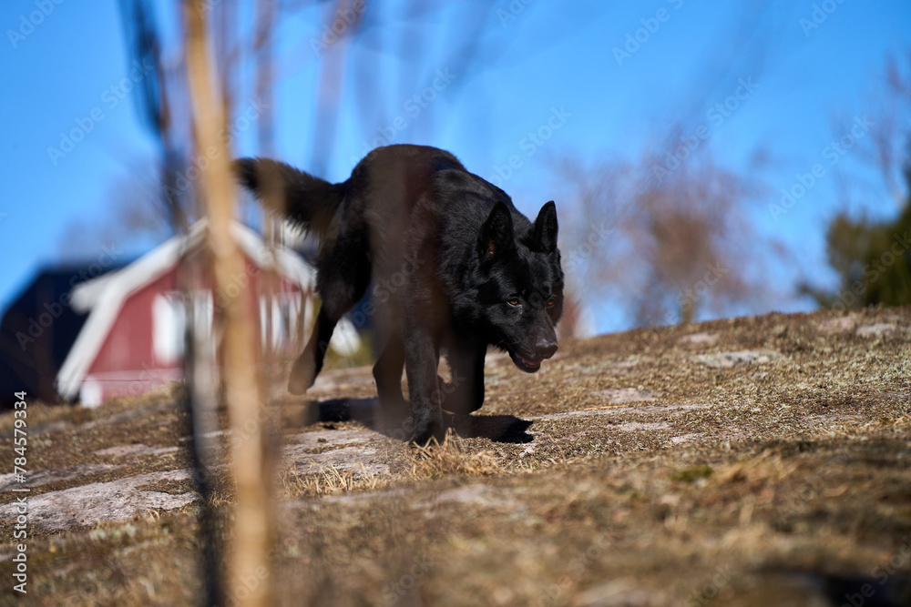 Beautiful black male German Shepherd dog on a sunny spring afternoon in a meadow in Skaraborg Sweden Beautiful black male German Shepherd dog on a sunny spring afternoon in a meadow in Skaraborg Sweden
