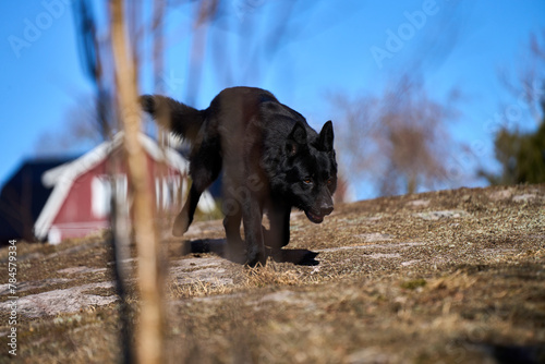 Beautiful black male German Shepherd dog on a sunny spring afternoon in a meadow in Skaraborg Sweden © LightTheurgist