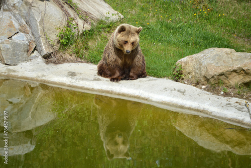 Brown bear sitting over water
