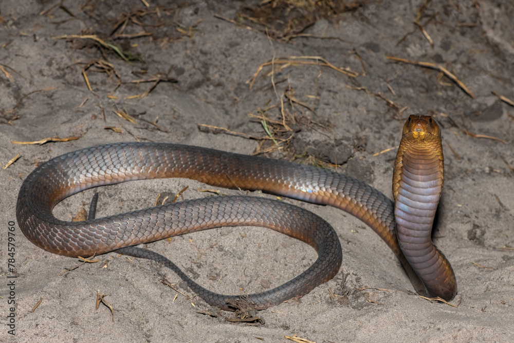 Obraz premium A highly venomous Anchieta’s Cobra (Naja anchietae) displaying its impressive defensive hood in the wild