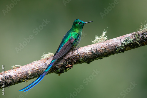 Tableau sur toile Beautiful, iridescent long-tailed sylph hummingbird (Aglaiocercus kingii) perched on an attractive branch