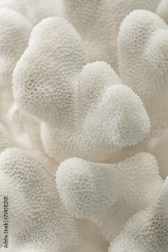 Decorative white coral texture