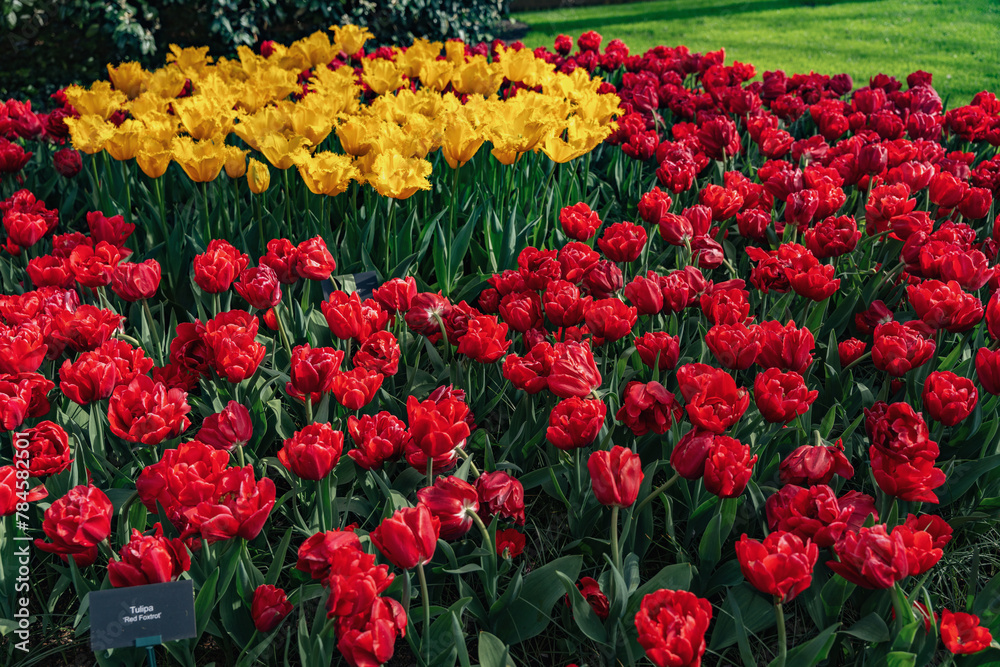 Keukenhof Tulip Garden