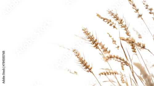 wheat as element in isolated white background