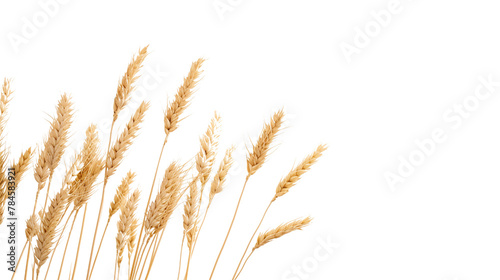 wheat as element in isolated white background