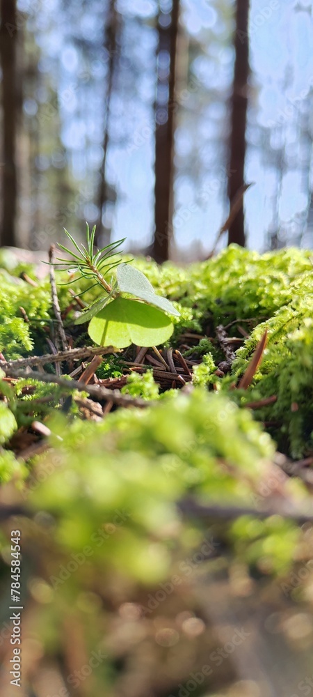 forest in spring forest in spring