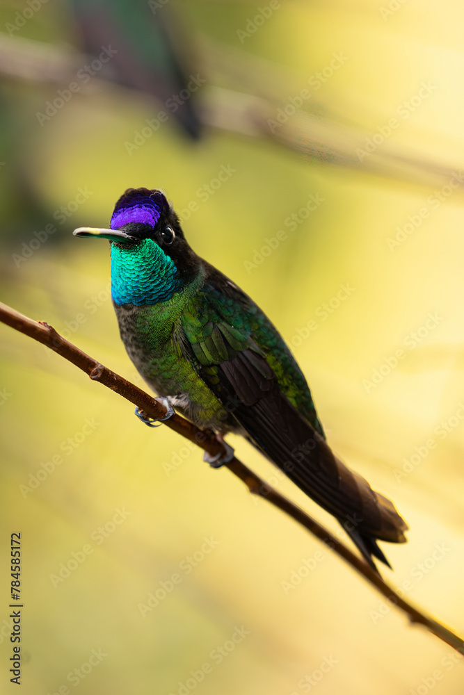 Obraz premium Beautiful Magnificent hummingbird (Talamanca hummingbird) perched on an attractive branch. The Talamanca hummingbird is endemic to Costa Rica.