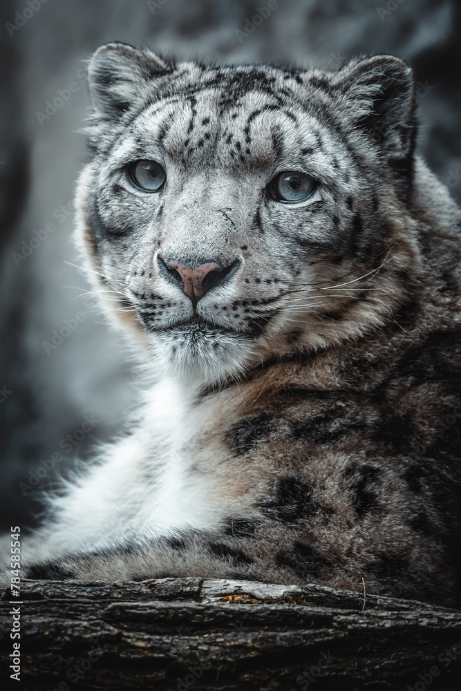 Obraz premium Snow leopard (Panthera uncia) rest on the stone. 
