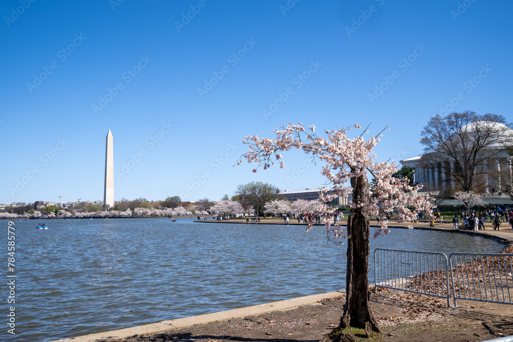 Stumpy, the beloved cherry blossom tree on the tidal basin in Washington DC