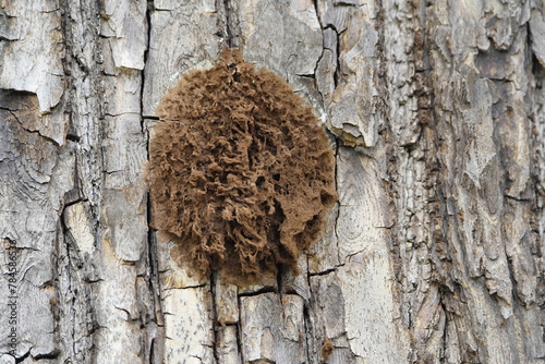 Aethalium of a slime mold (Fuligo septica). Hanover - Berggarten, Germany. photo