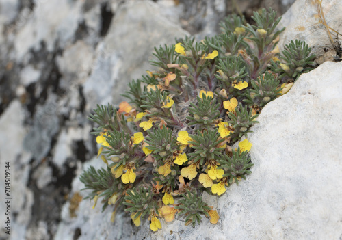 Southern bugle (Ajuga iva) on rocks. It is a perennial herb in the family Lamiaceae. They have a self-supporting growth form and simple, broad leaves. Individuals can grow to 5 cm. photo