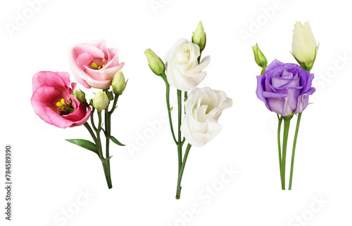 Set of pink, white and purple eustoma flowers isolated on white or transparent background