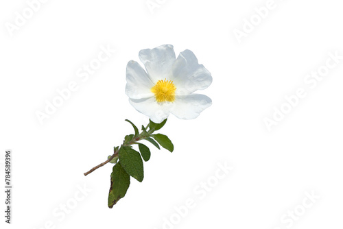 Foto A sage-leaved cistus (Cistus salviifolius) flower in april