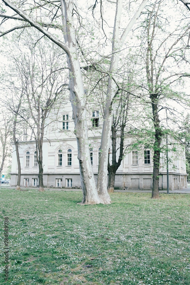 Obraz premium Trees in park in spring 