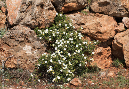 Sage-leaved cistus (Cistus salviifolius) on rocks photo