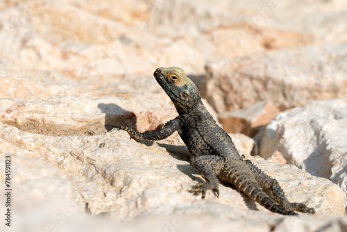 A starred agama  Laudakia stellio  sunbathing on a sea side rock 