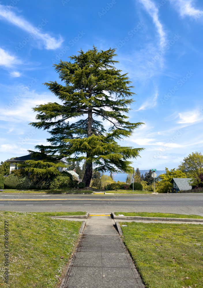 Sidewalk leads up to beautiful isolated large Evergreen tree in Pacific Northwest neighborhood.