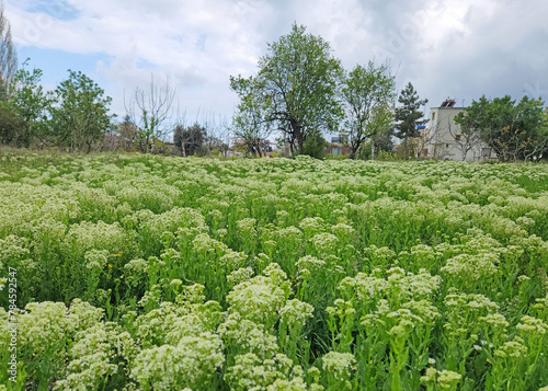 Hoary Cress (Lepidium draba) in a field in Mersin photo