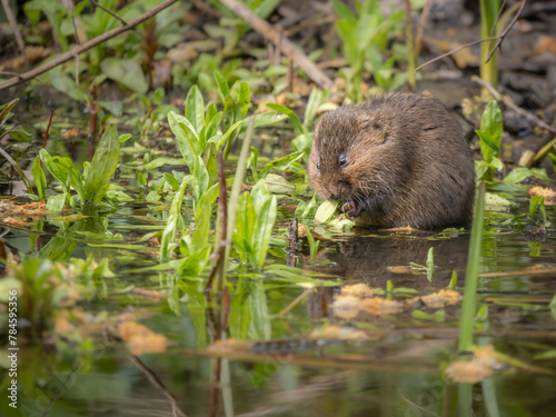 Water Vole eating green shoots on the water