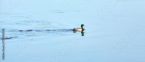 Male Mallard Duck Gliding Serenely on a Calm Blue Lake at Dawn