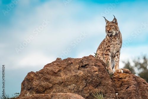 iberian-lynx-perched-rock-looking-towards-horizon