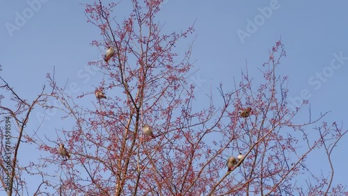 a flock of pipits on a tree branch with small red berries. Bombycilla garrulus photo