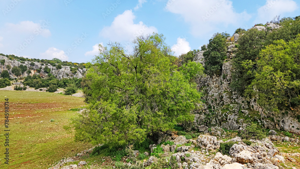 A giant wild pistachio tree on Taurus Mountains in Mersin