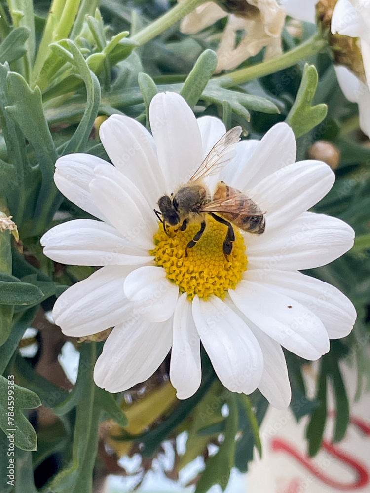 daisy flower with bee collecting nectar daisy flower with bee collecting nectar