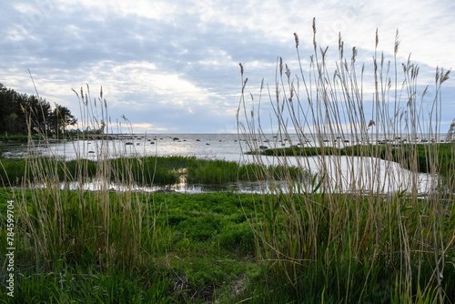 Summer evening on the shore of the Baltic Sea before sunset. Through the yellow tall reeds there is a view of a small bay  overgrown with plants and rocks from the Ice Age