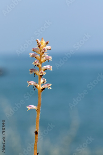 Bean broomrape (Orobanche crenata) in a meadow in coastal zone of Eastern Meditrranean Sea region photo
