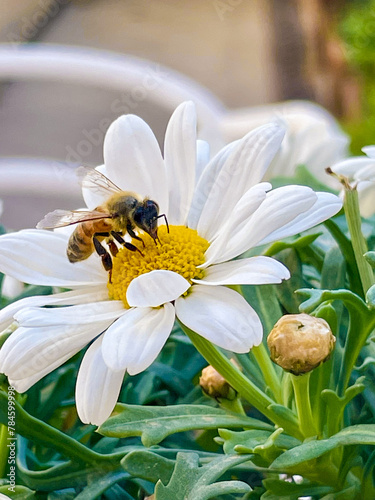 daisy flower with bee collecting nectar © Vincenzo Rampolla