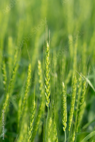 麦畑 © naka