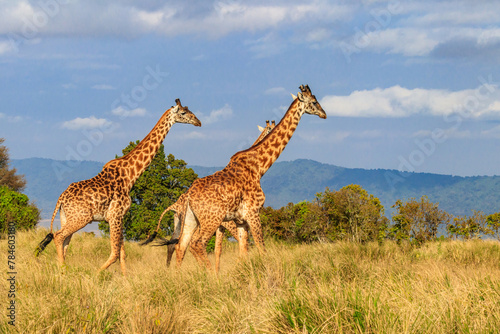 Group of giraffes walking in Ngorongoro Conservation Area in Tanzania. Wildlife of Africa photo