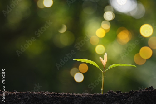 Green seedling growing on soil with bokeh background, Ecology concept
