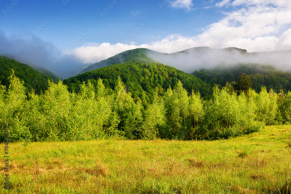 Obraz premium scenery of carpathian countryside with green meadow in spring. mountainous landscape of ukraine with forested rolling hills on a foggy morning. warm sunny weather with clouds on the sky