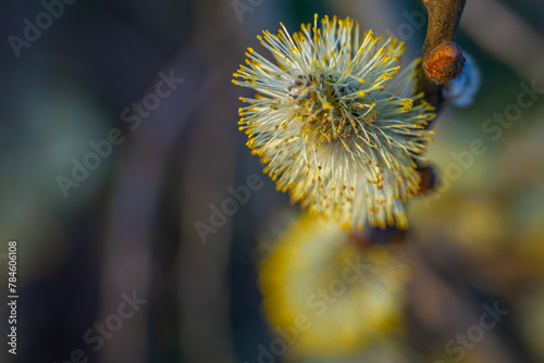 A fluffy tree blooming with yellow flowers  close-up. Spring month.