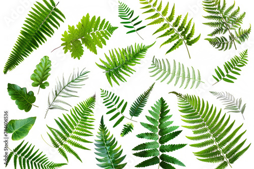 Ferns and Leaves lush green leaves, arranged in on white background. png