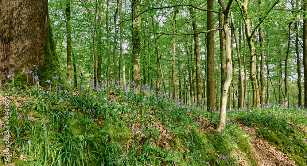 Beautiful view of the Hallerbos Beautiful view of the Hallerbos