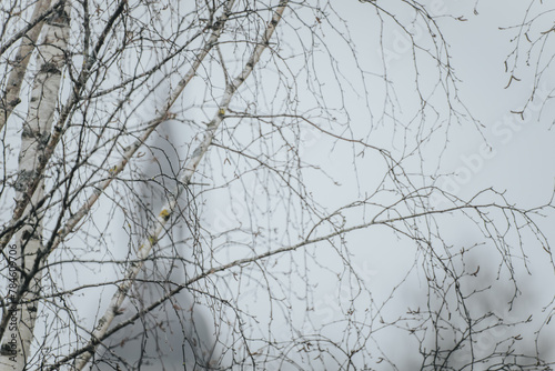 A tree without leaves and the Simanis Church of Valmiera in the fog. photo