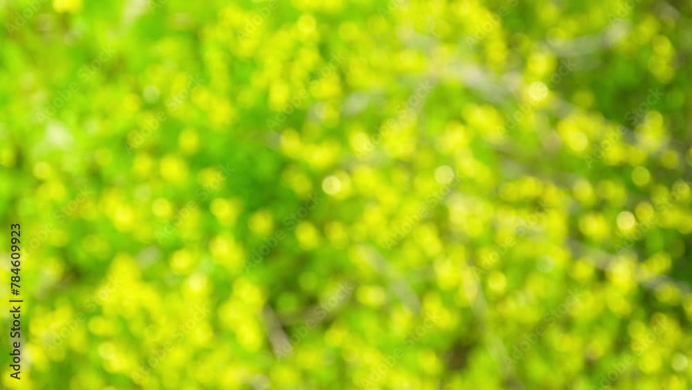 春の草花のボケが美しい背景映像(光と影・デザイン背景シリーズ ) 春の草花のボケが美しい背景映像(光と影・デザイン背景シリーズ )