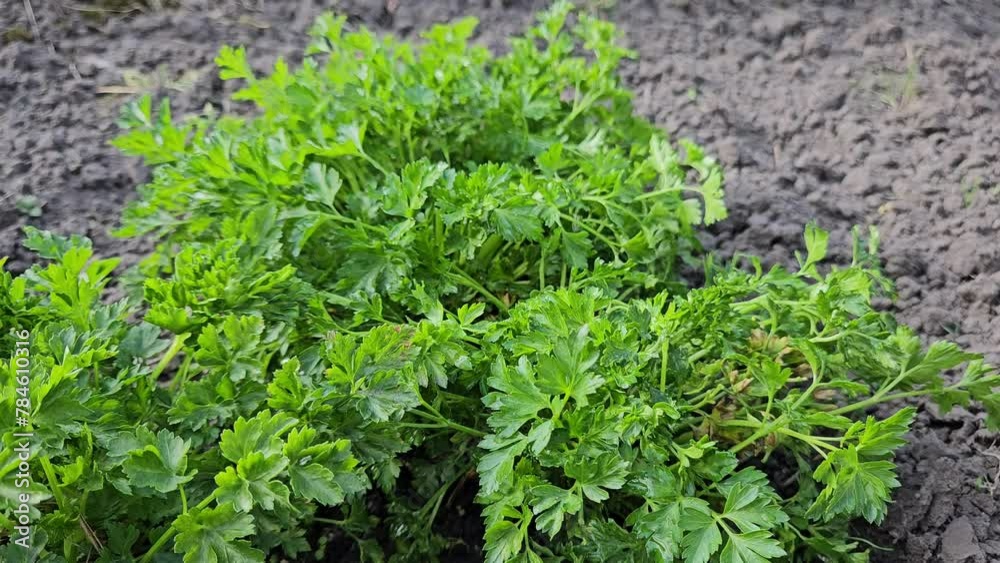 A white man's hand plucks a bunch of fresh green parsley from a garden bed A white man's hand plucks a bunch of fresh green parsley from a garden bed